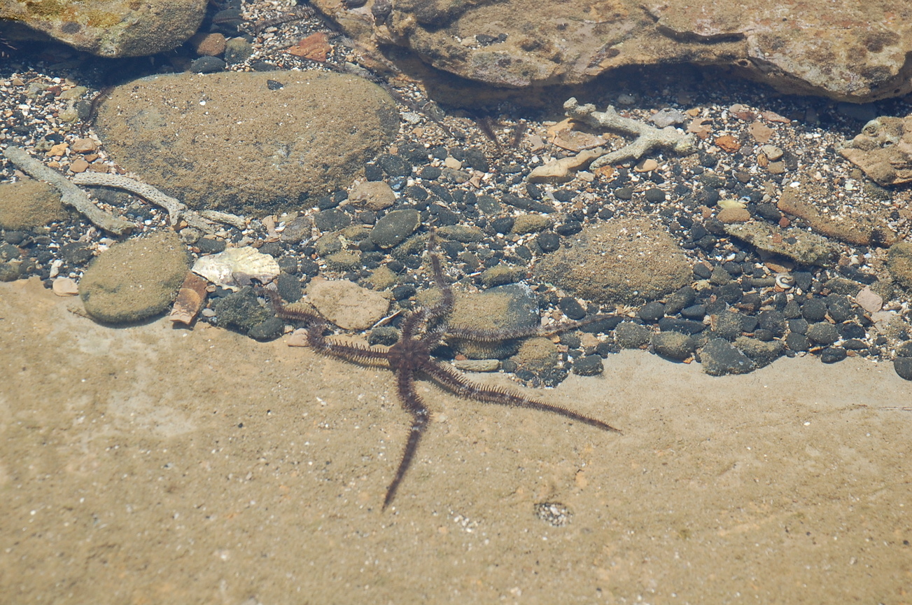 海星