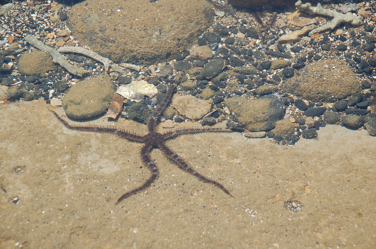 海星