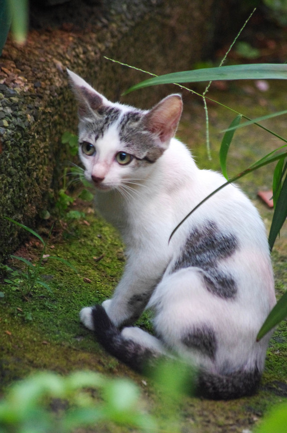 貓