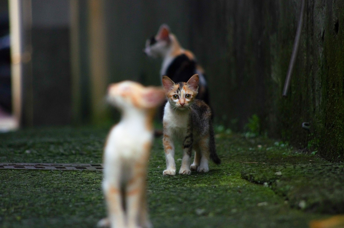 瑞芳-貓