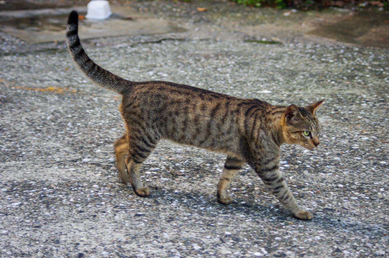 IMGP5790.jpg