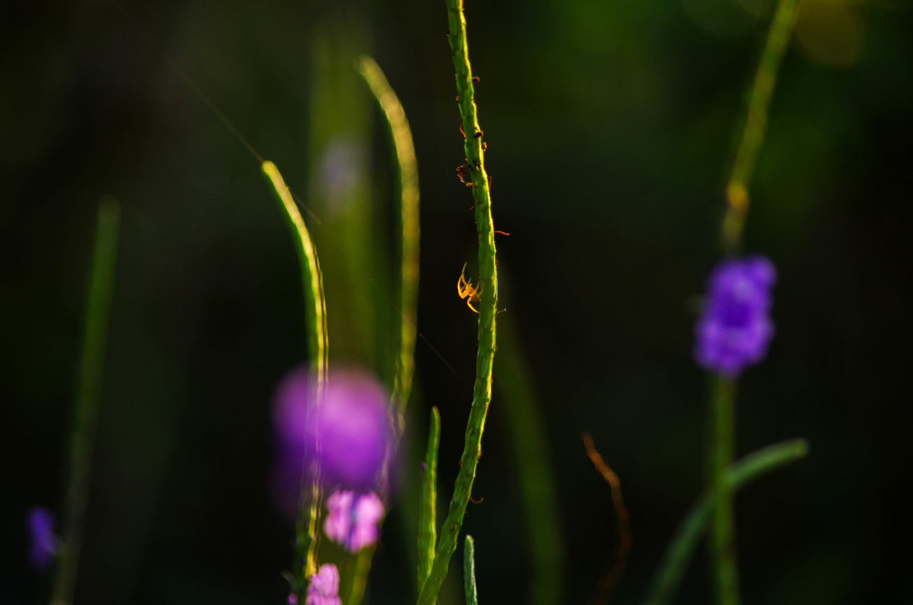 蜘蛛與草
