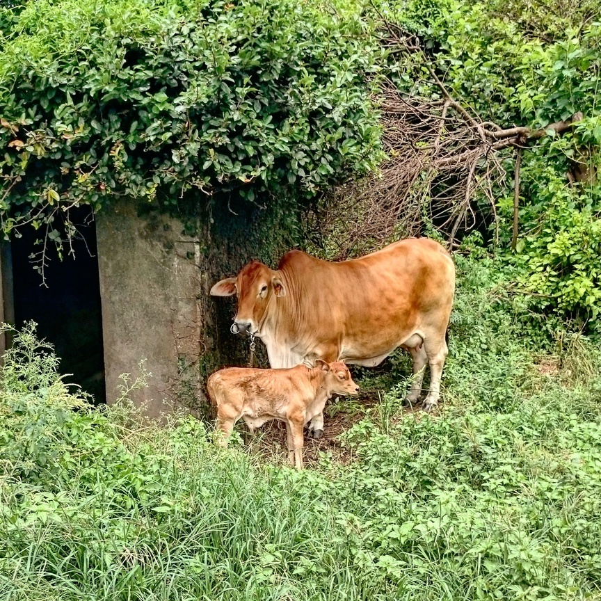 舐犢情深