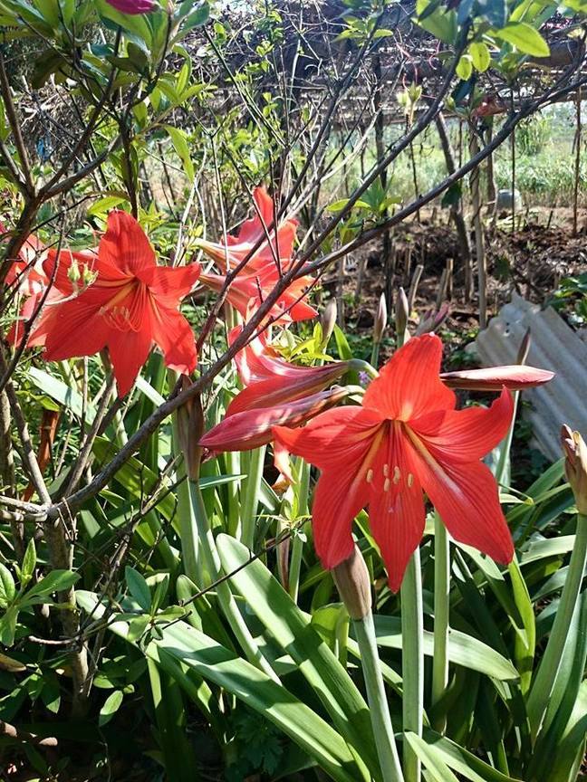 <打蠟>圖、文/彭彭CC│BY-NC-SA