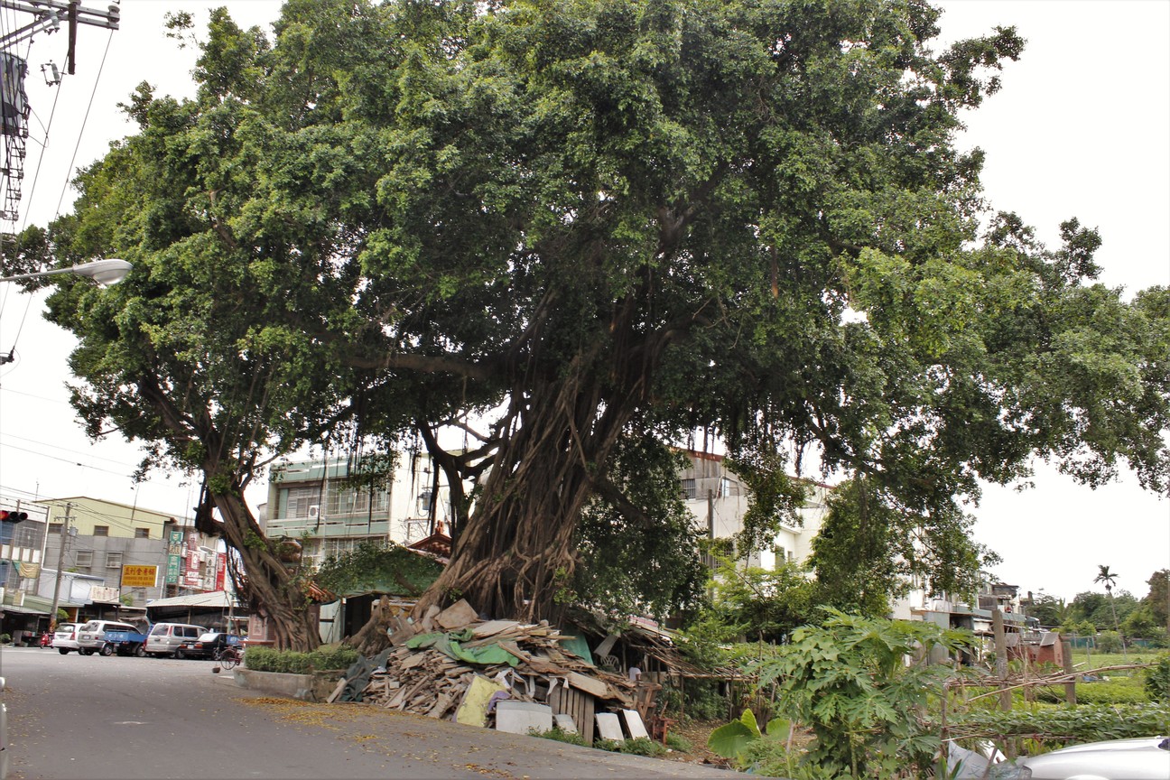 老榕樹