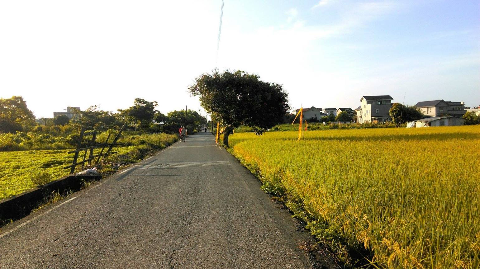 花蓮伯朗大道