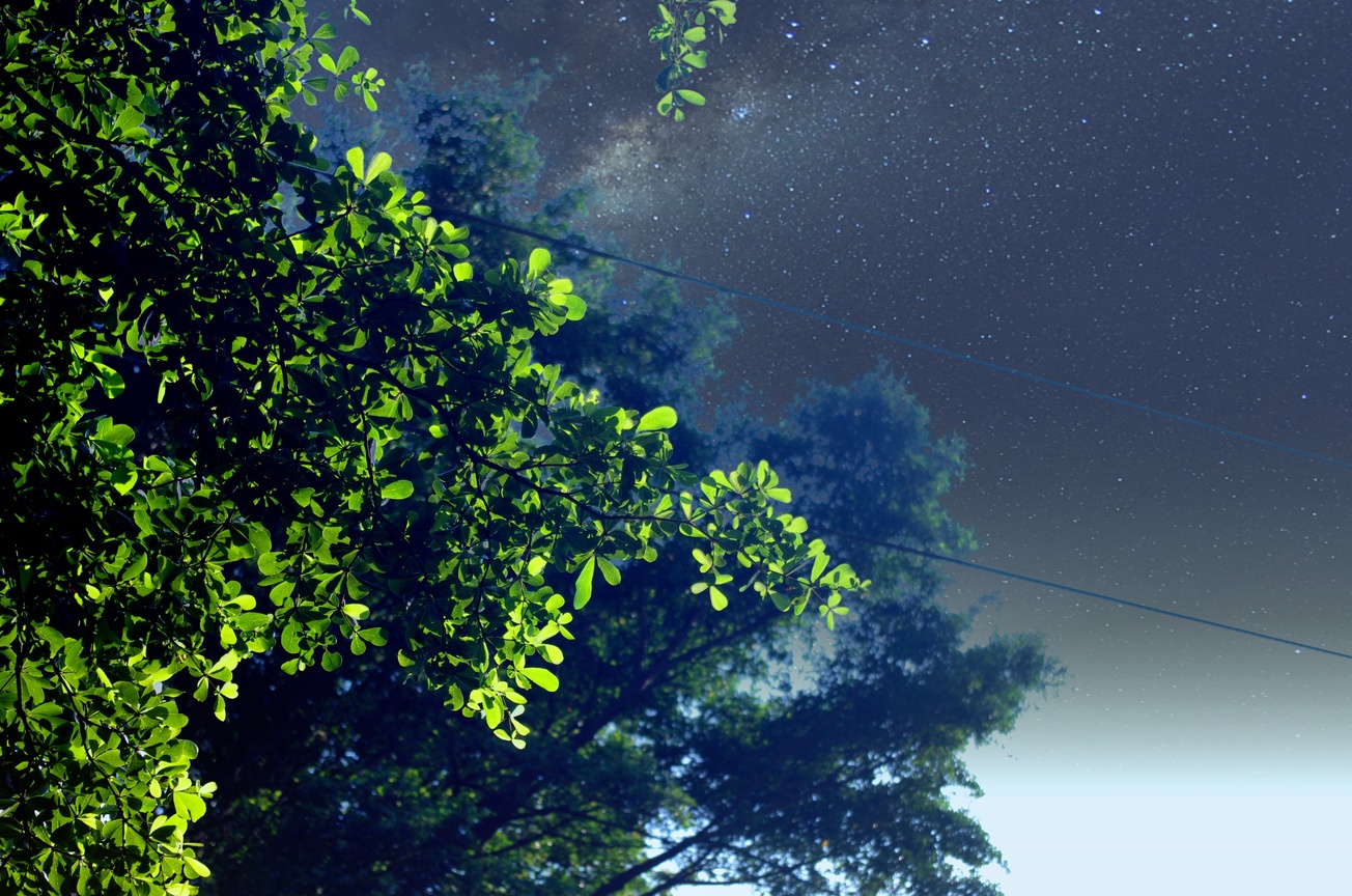 樹與星空