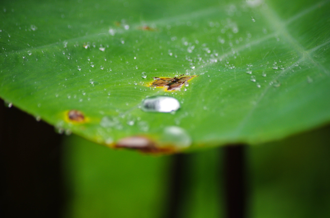 雨水與葉