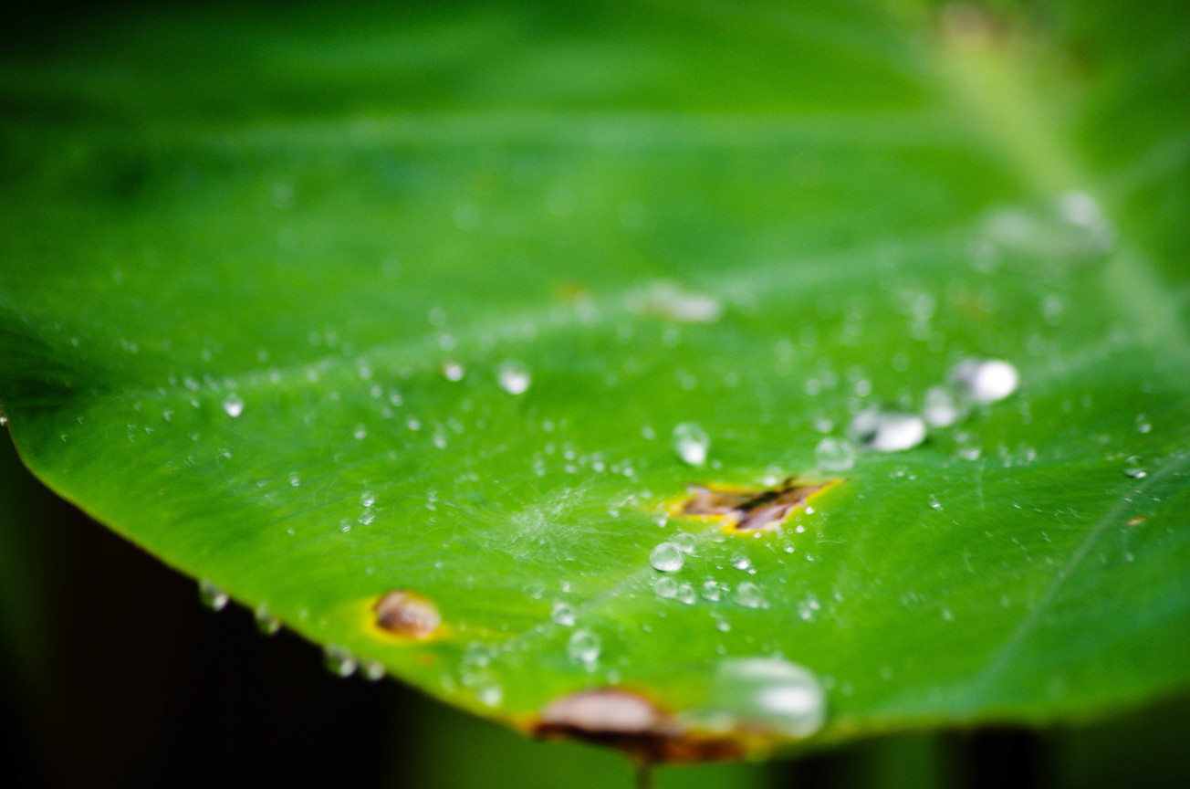 雨水與葉