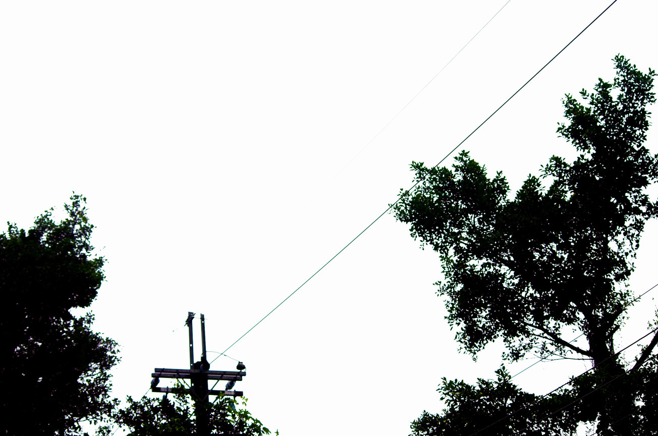 樹與電線杆