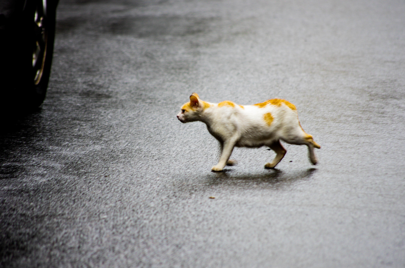 雨天的貓