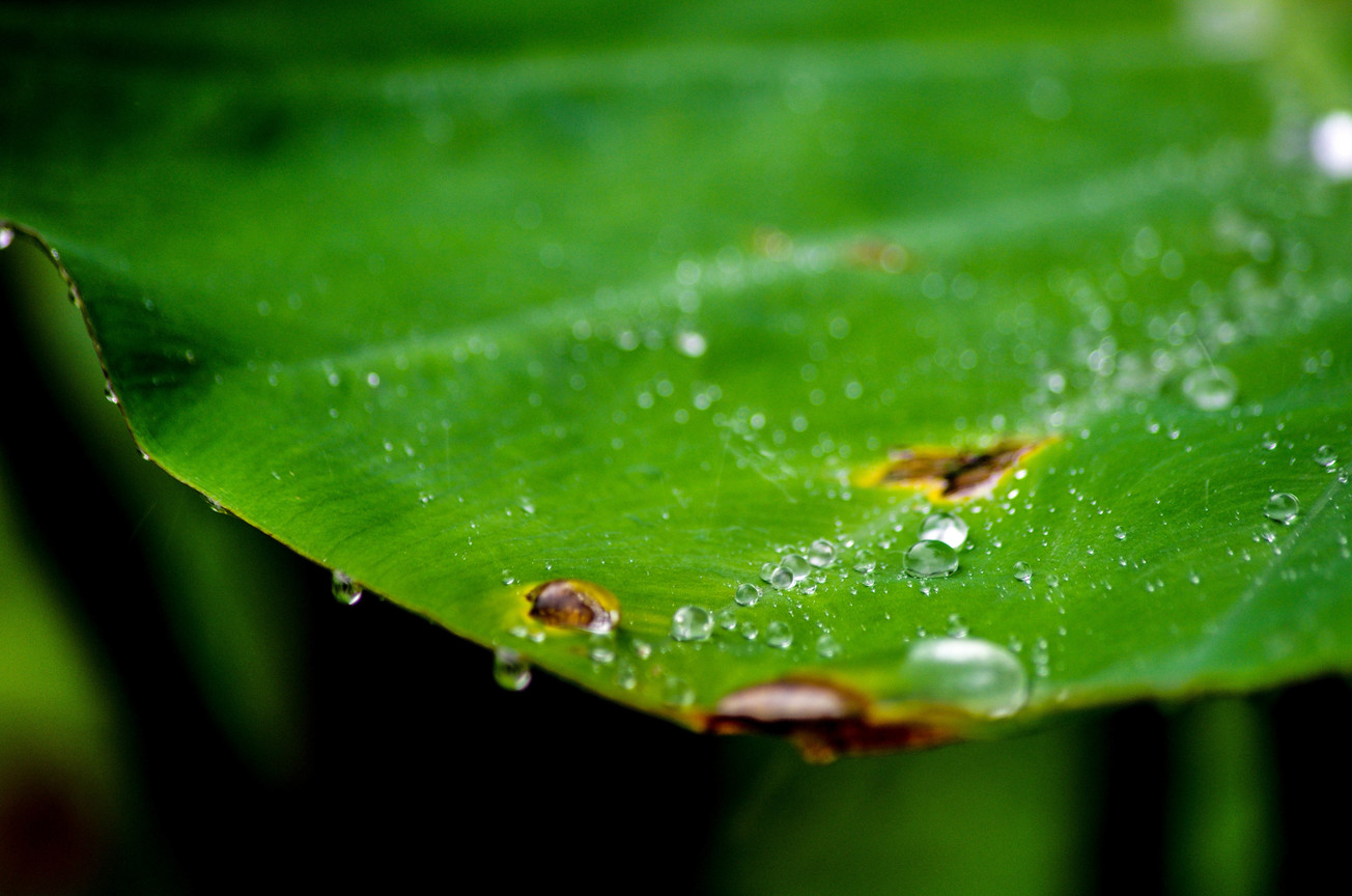 雨水與葉