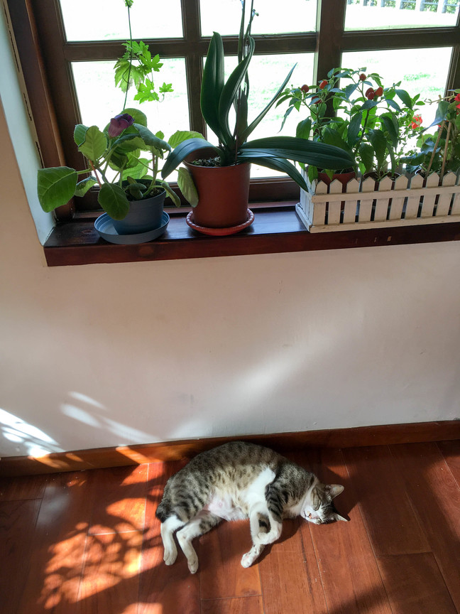 窗