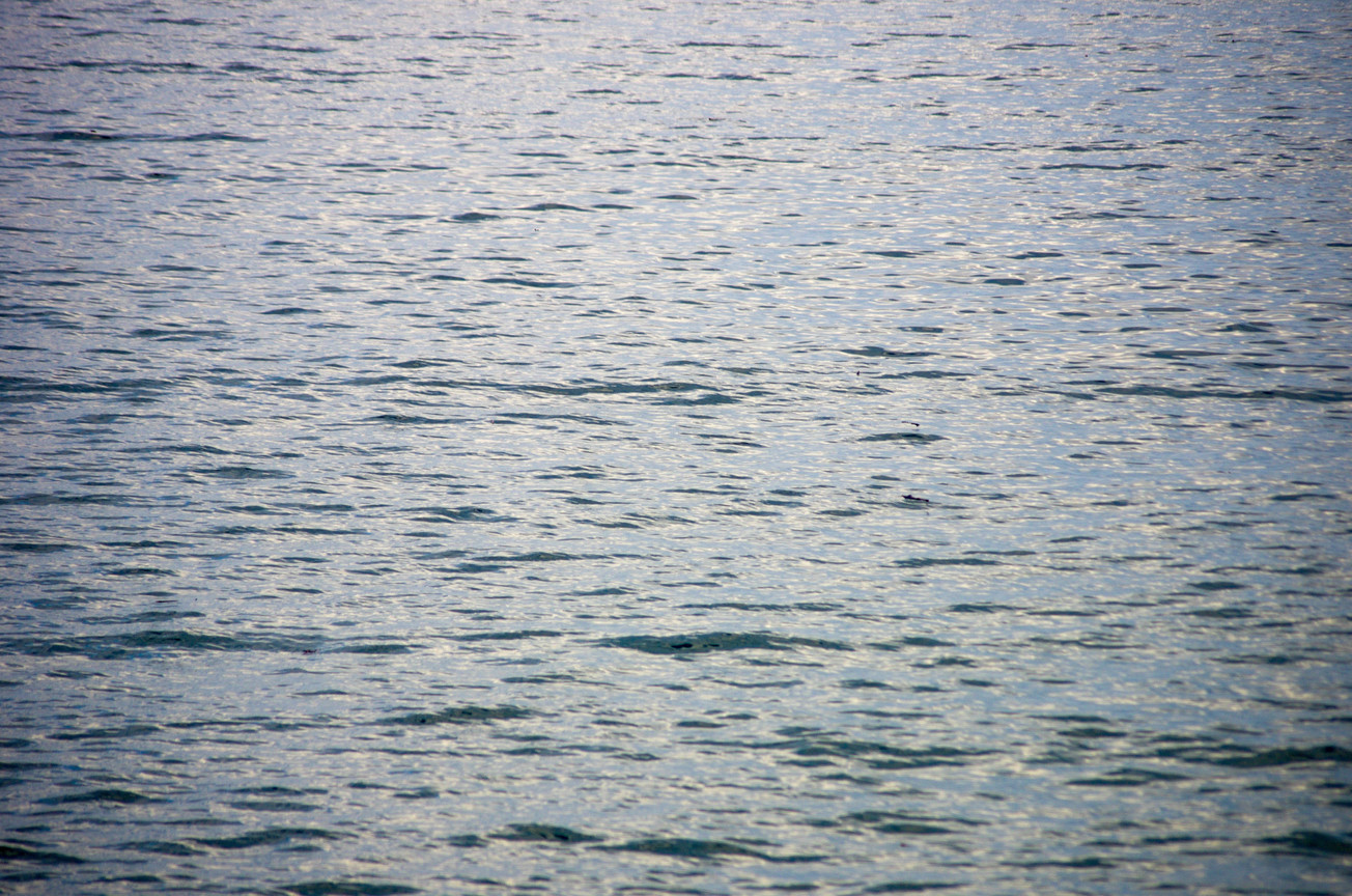 海