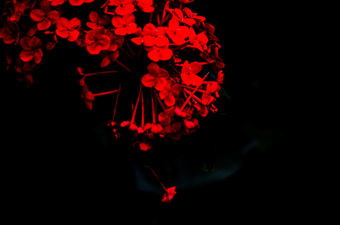 紅花落