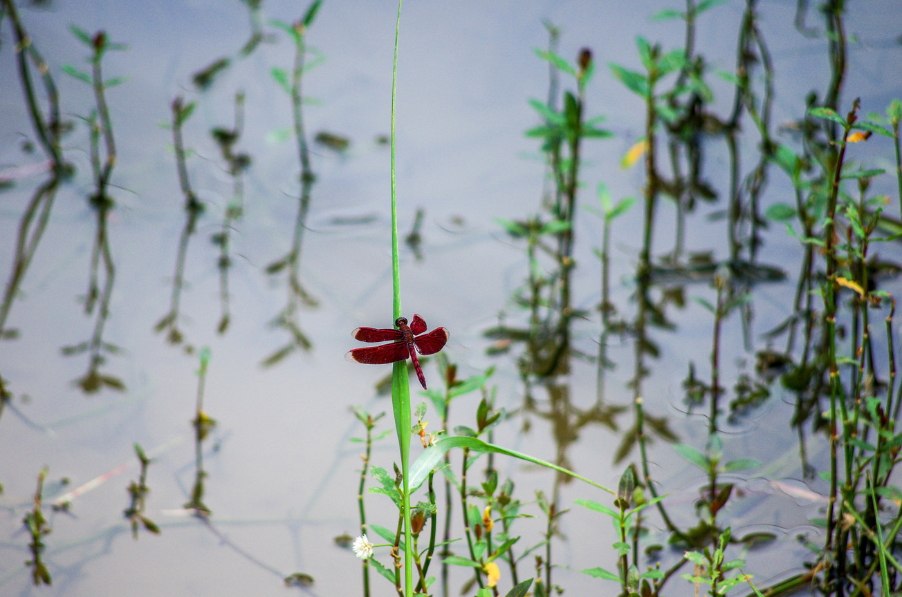 紅蜻蜓