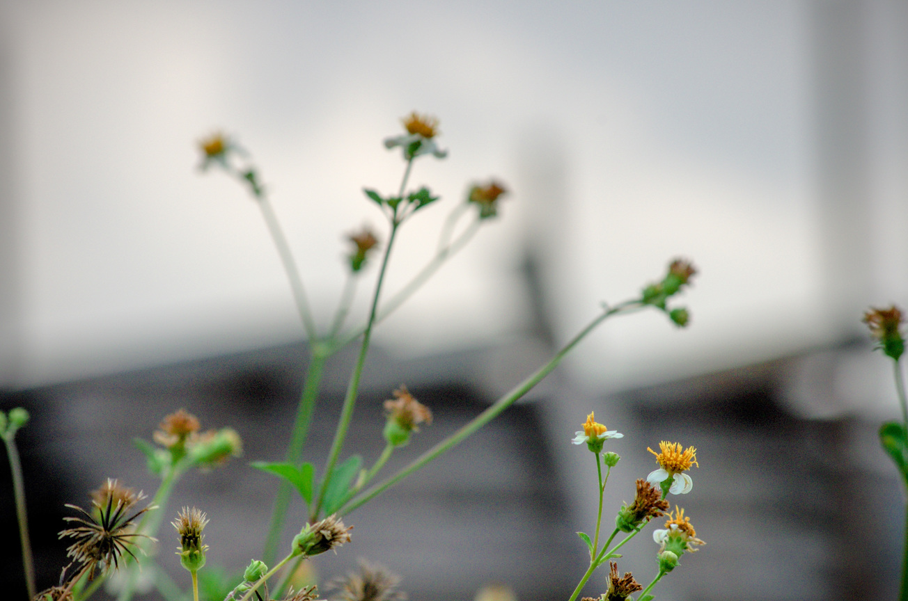 鬼針草