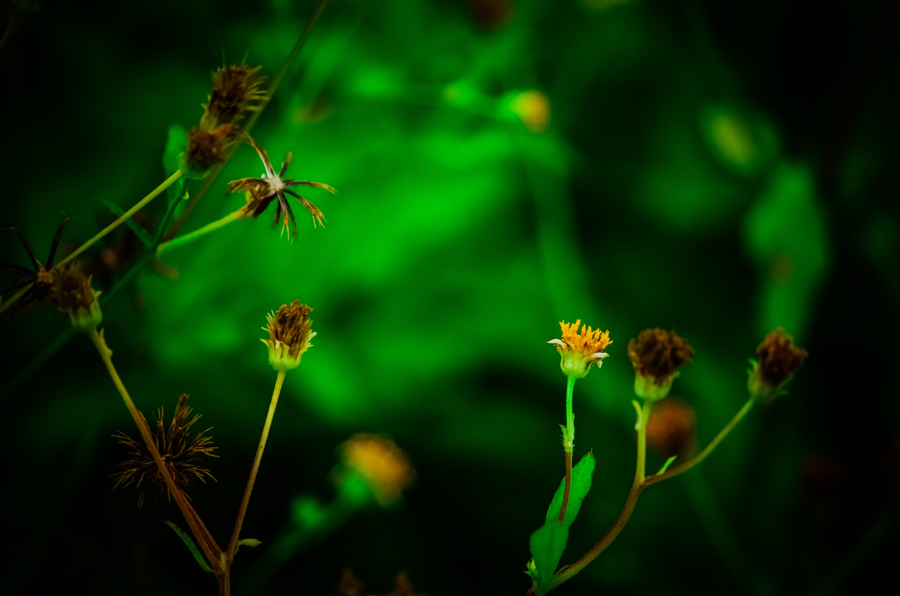 鬼針草