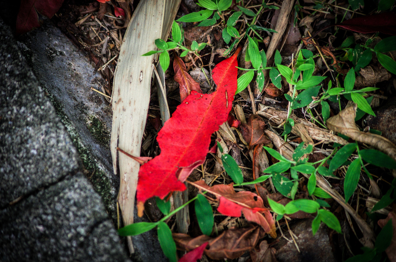 紅葉