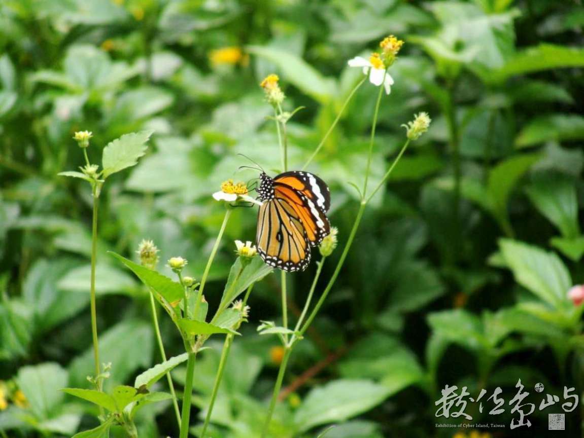 採花蜜的蝴蝶~