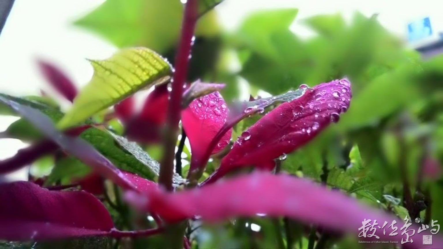 雨後露珠