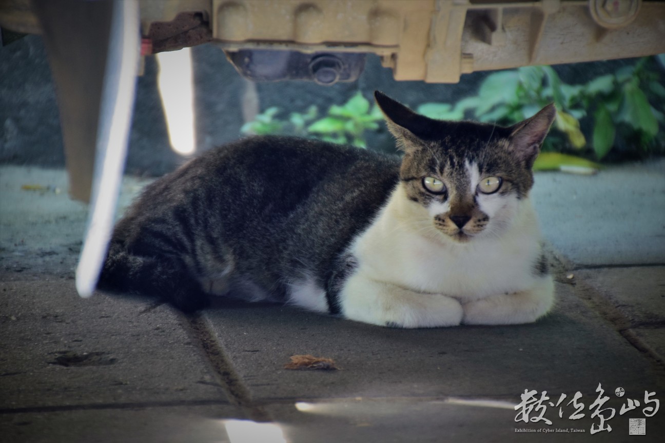 午後歇息的貓