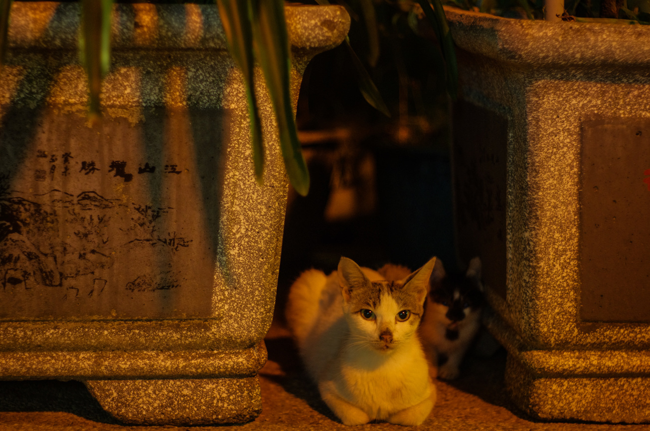 貓