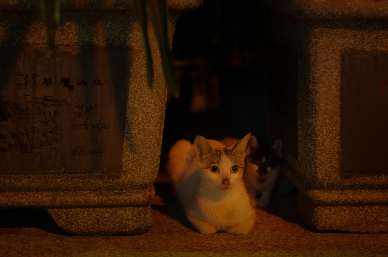 貓