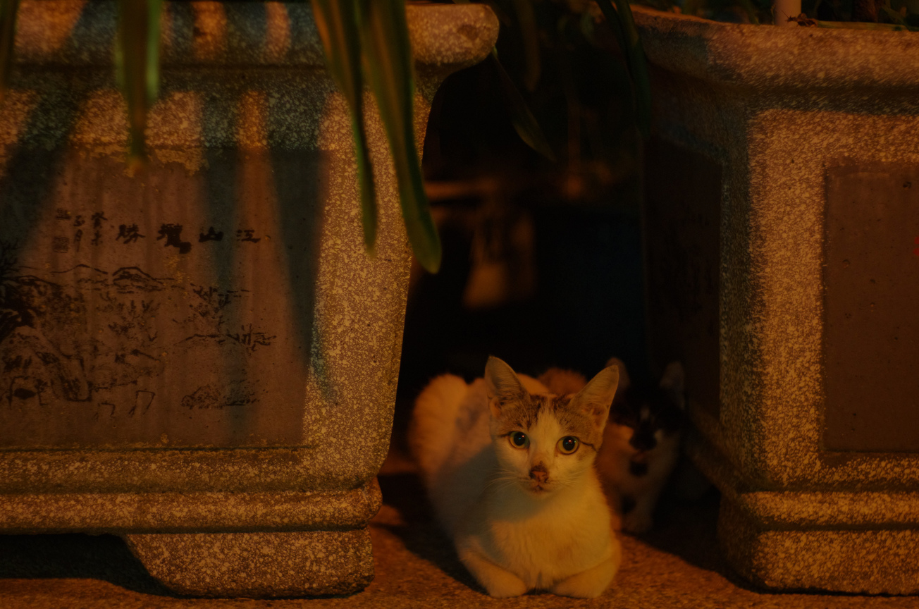 貓