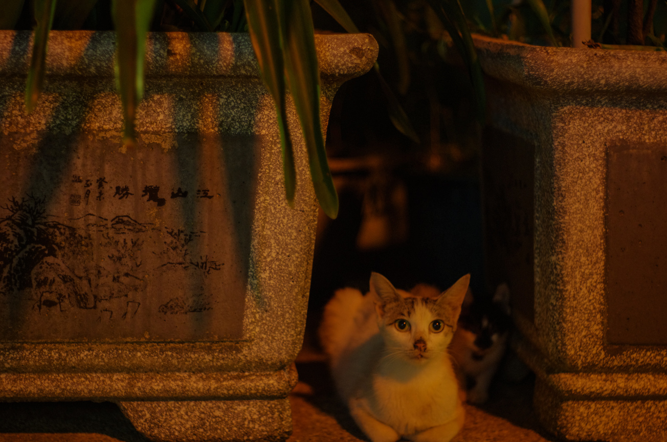 貓