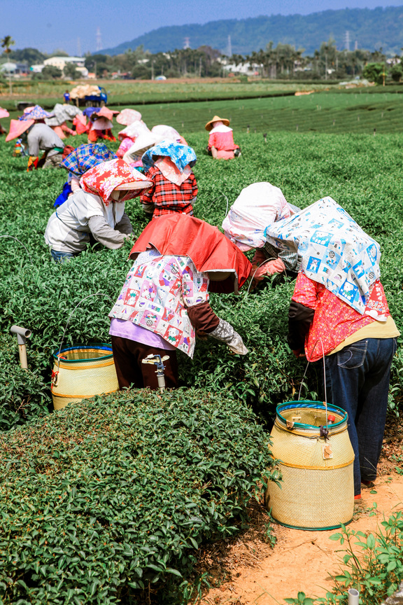 南投名間-冬採茶農