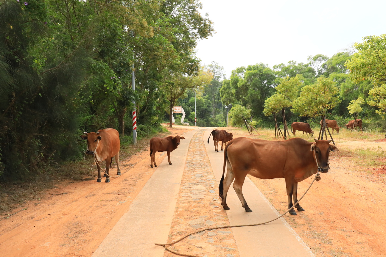 牛大哥，借過一下