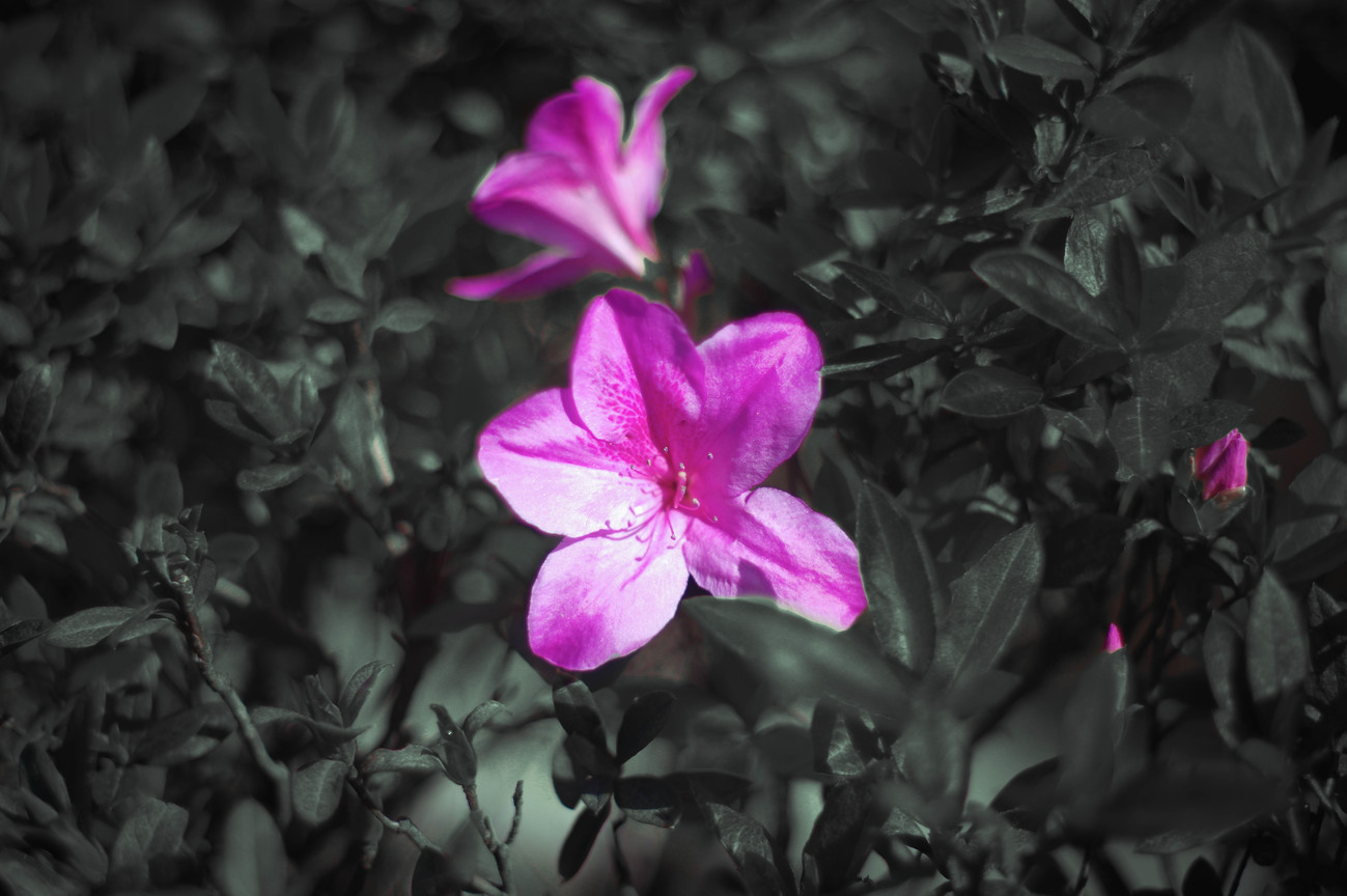 抽色-花