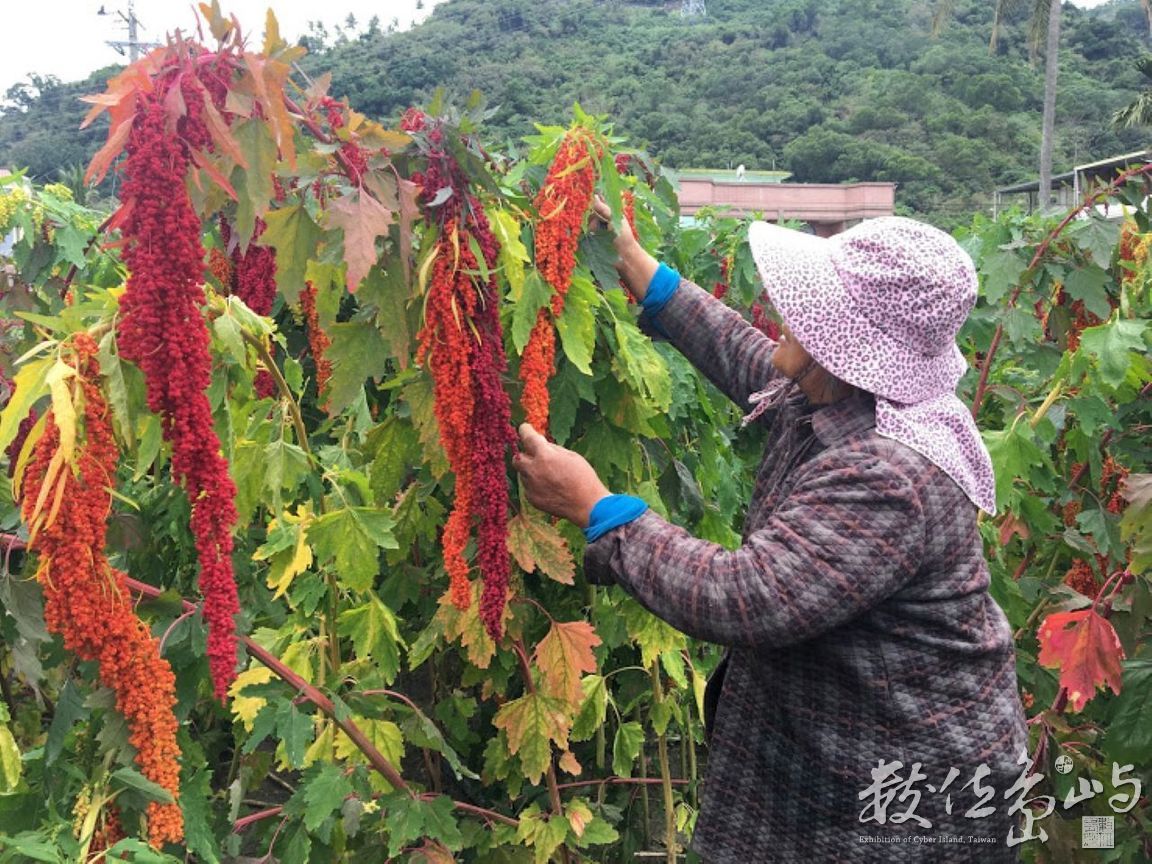 採集紅藜