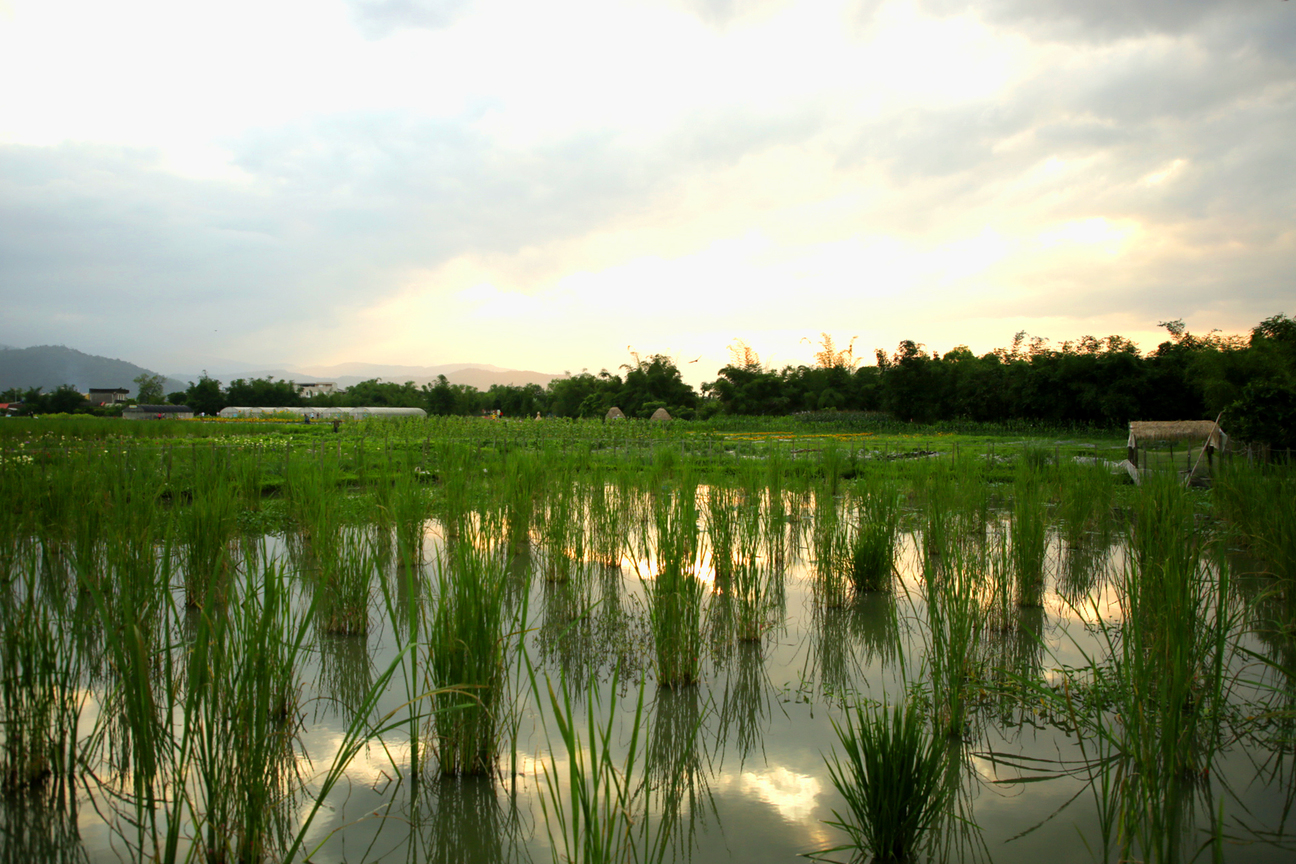 稻田下的黃昏