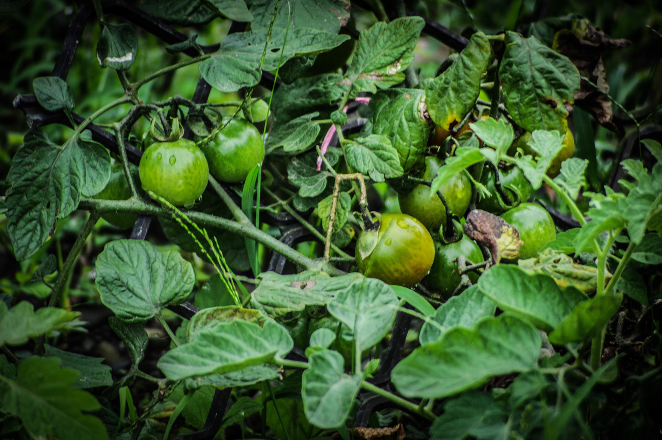 綠番茄