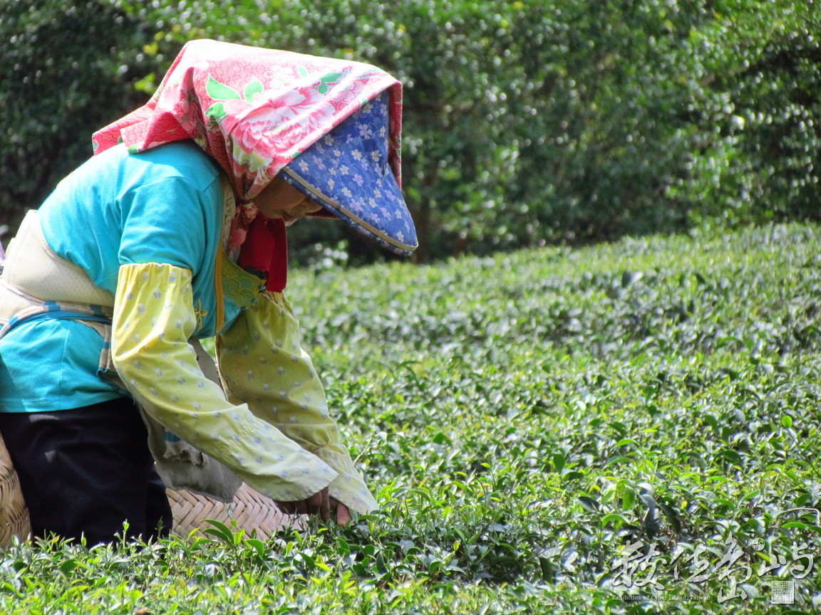 採茶的人