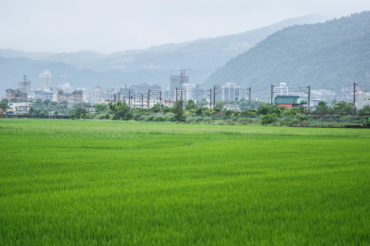 綠色稻田與城市