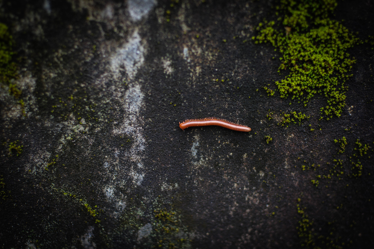 千足蟲（馬陸）