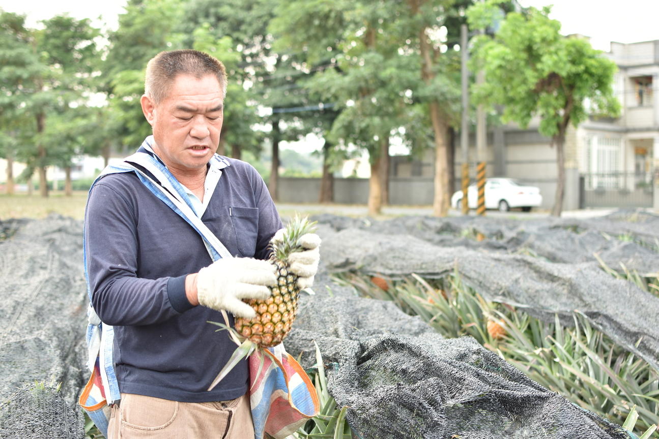 收成完成的鳳梨