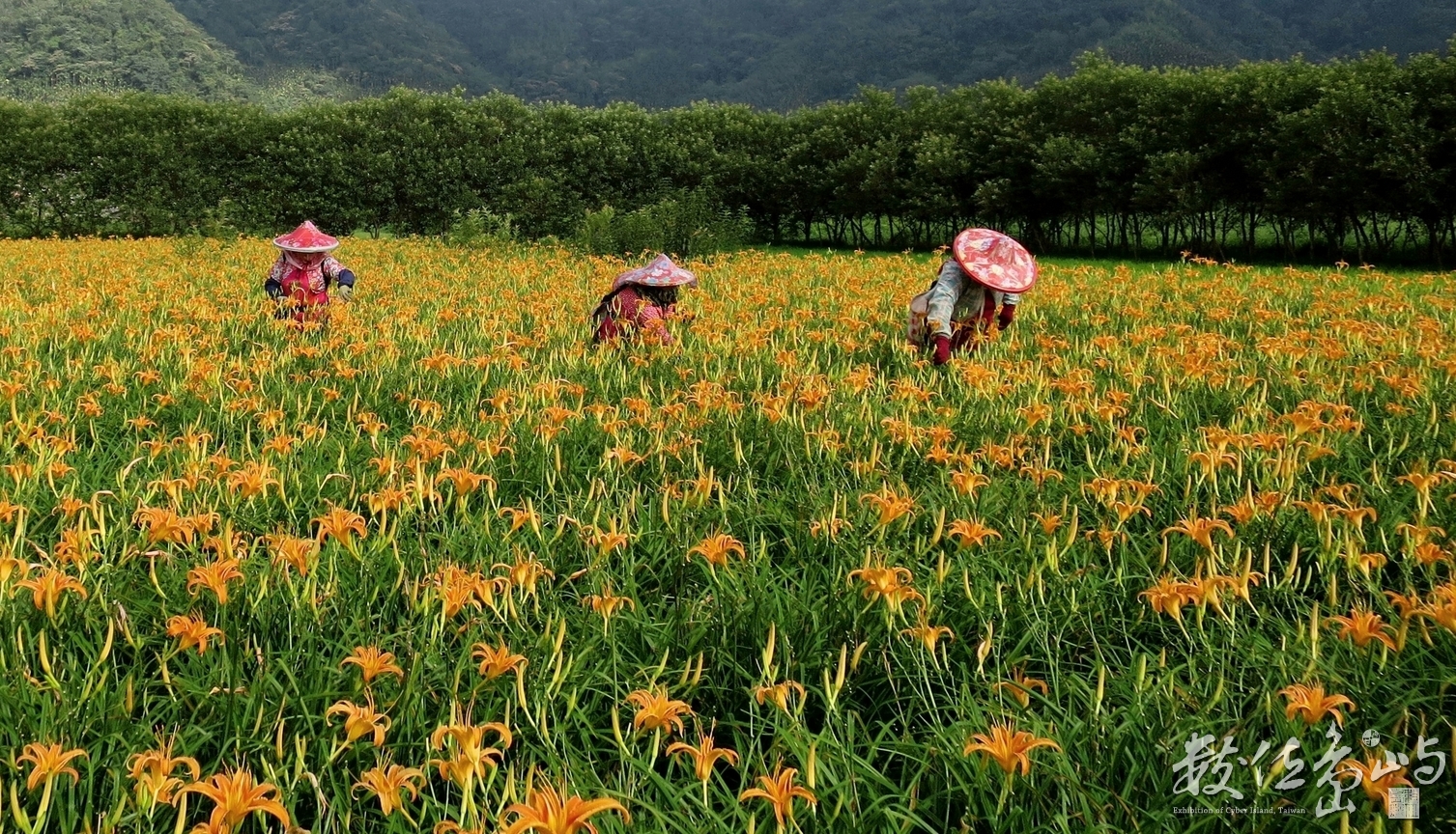 金針採收的季節