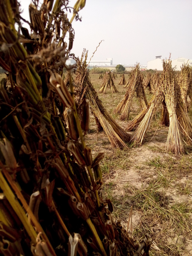 做日光浴的芝麻