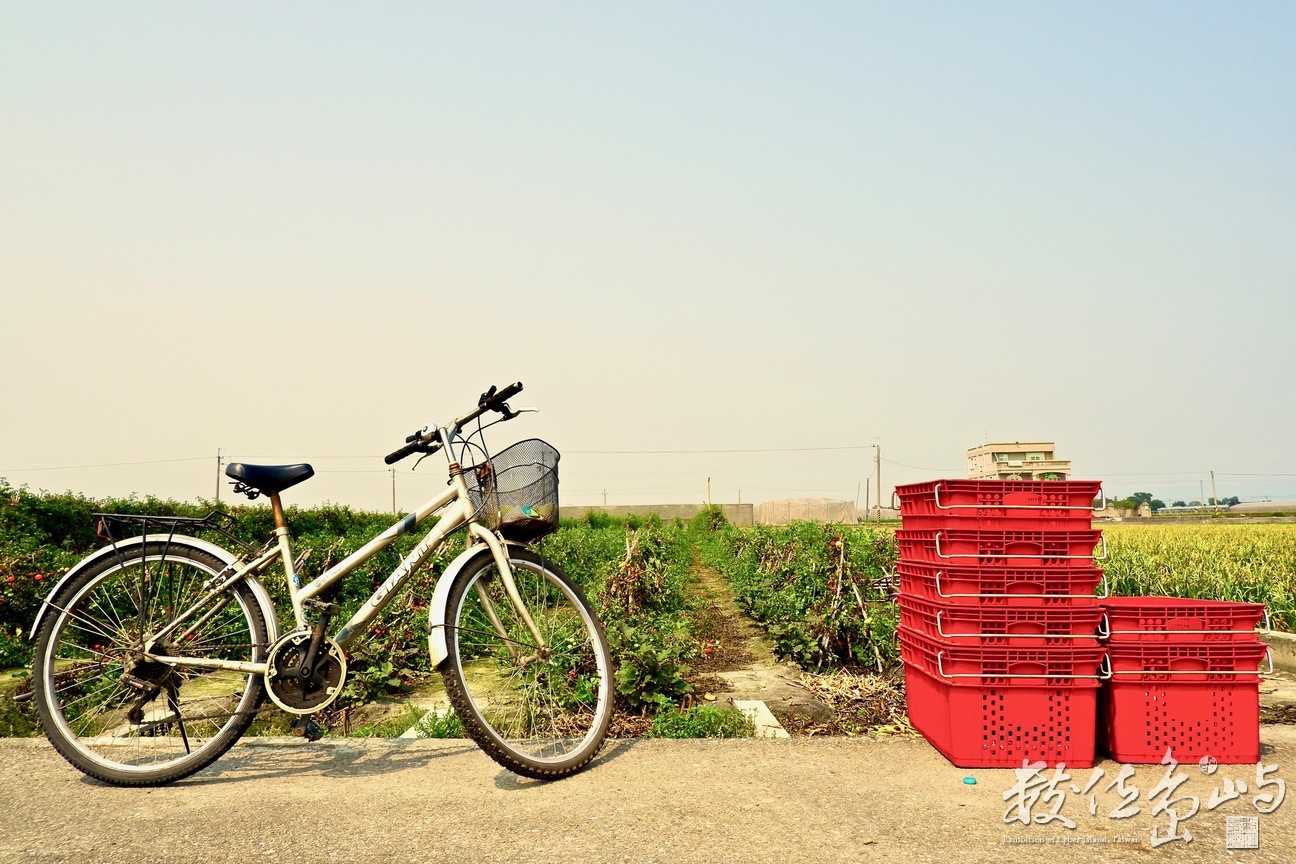 番茄成熟會變紅