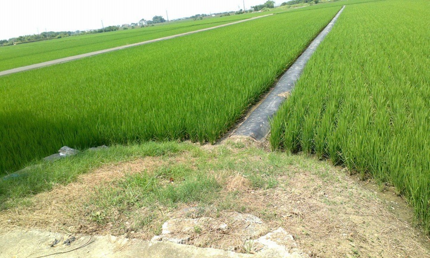 後壁村家鄉農田