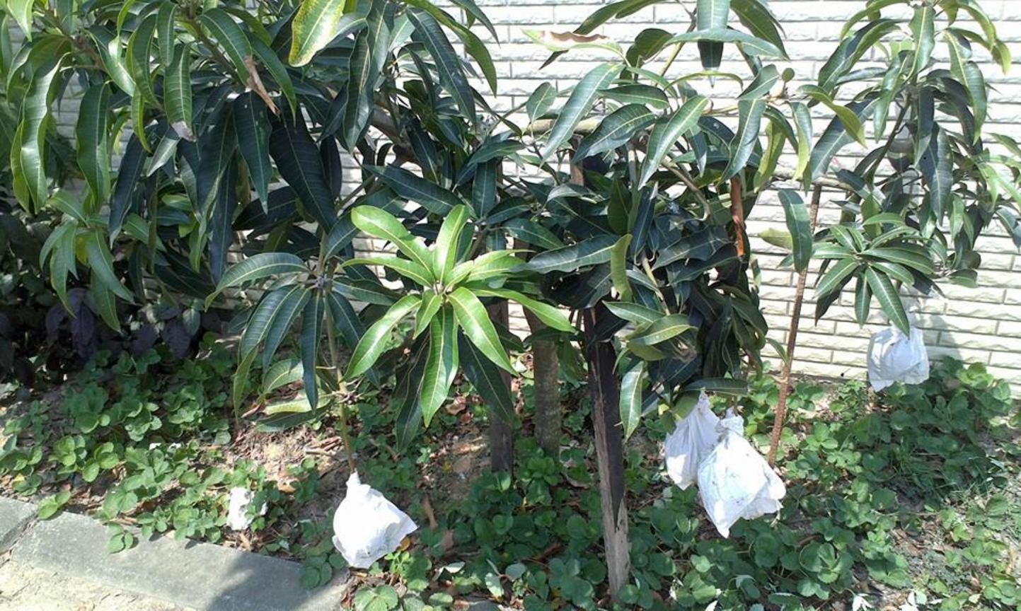 稻田河邊的溪流