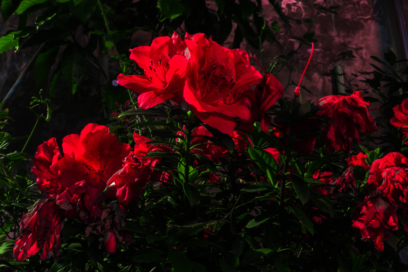 花