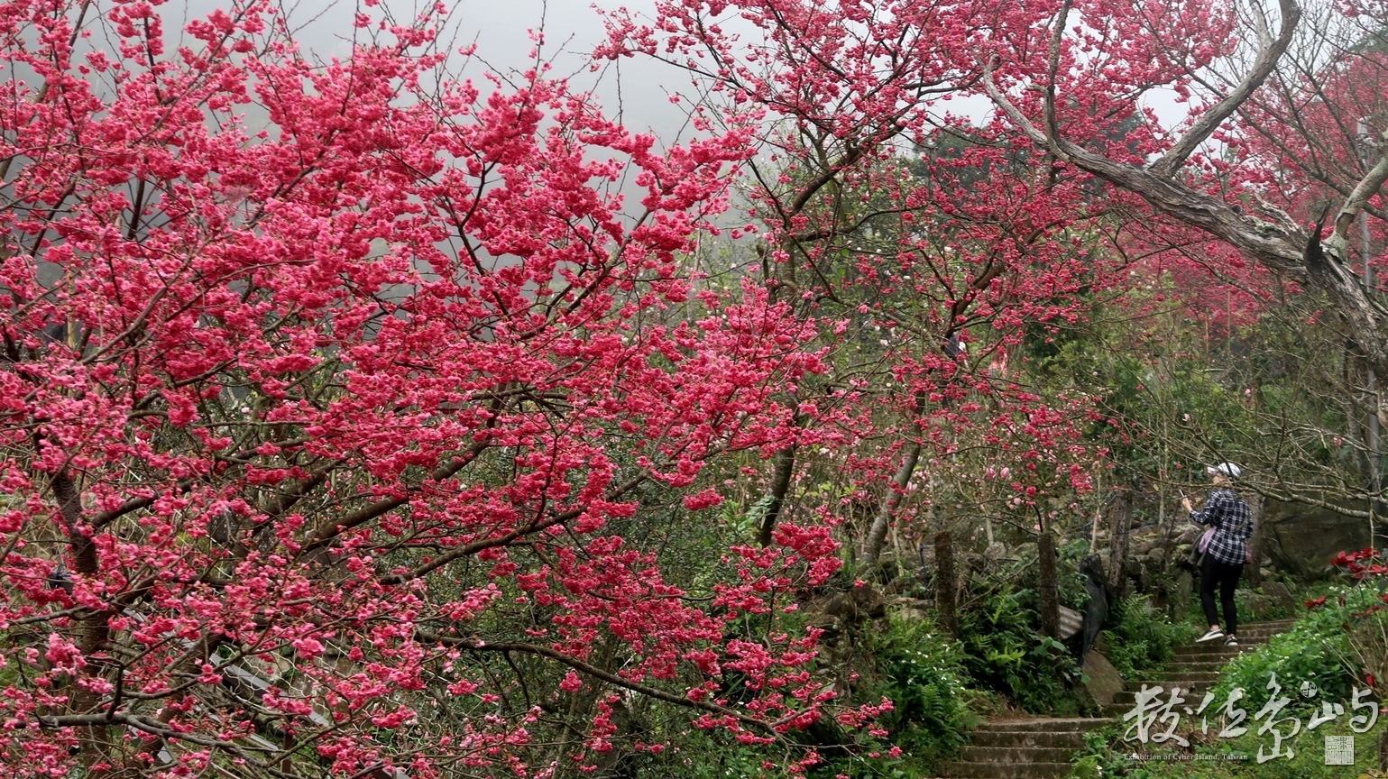 櫻花步道