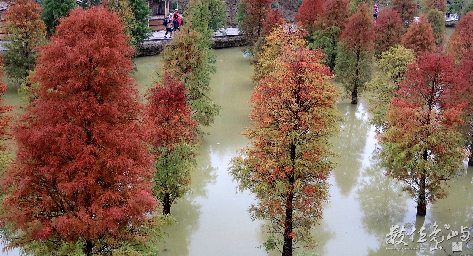 苗栗三灣落羽松