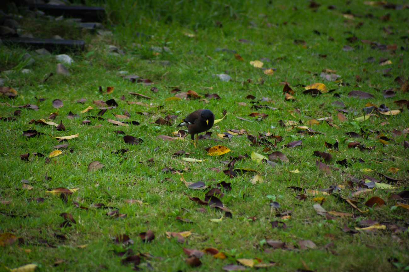 BIRD8239.jpg