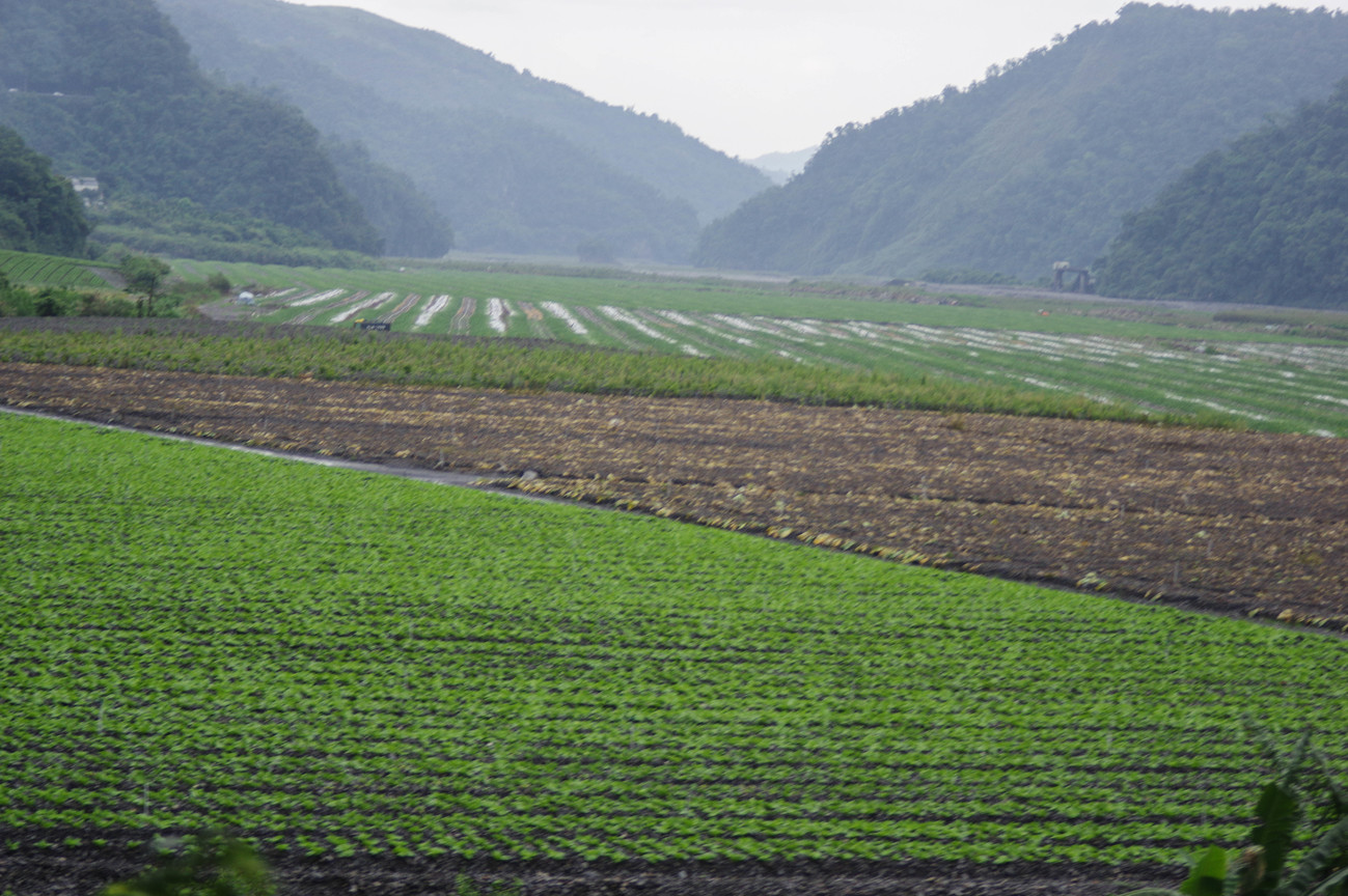 高山農